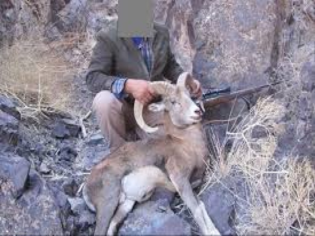 شکار,شکارچی پرنده های وحشی,شکار در کلات,اداره محیط زیست,احدث آبشخور,حیات وحش,مناطق حفاظت شده و شکار ممنوع