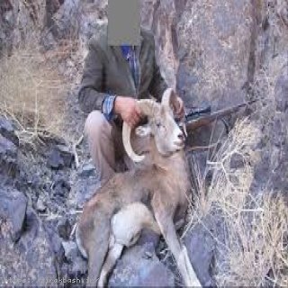 شکار,شکارچی پرنده های وحشی,شکار در کلات,اداره محیط زیست,احدث آبشخور,حیات وحش,مناطق حفاظت شده و شکار ممنوع